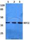 Replication Factor C Subunit 2 antibody, A07724, Boster Biological Technology, Western Blot image 
