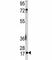 Ubiquitin Conjugating Enzyme E2 I antibody, F40817-0.4ML, NSJ Bioreagents, Western Blot image 