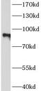 TLE Family Member 1, Transcriptional Corepressor antibody, FNab08720, FineTest, Western Blot image 