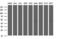 Ankyrin repeat and MYND domain-containing protein 2 antibody, LS-C338467, Lifespan Biosciences, Western Blot image 