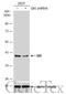 QKI, KH Domain Containing RNA Binding antibody, GTX633921, GeneTex, Western Blot image 