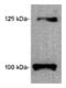 Leptin Receptor antibody, ALX-210-168-R100, Enzo Life Sciences, Western Blot image 