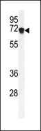 DENN domain-containing protein 1A antibody, LS-C167356, Lifespan Biosciences, Western Blot image 