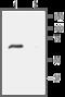 Amiloride-sensitive cation channel 4 antibody, GTX16957, GeneTex, Western Blot image 