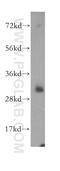 Asparaginase Like 1 antibody, 11400-1-AP, Proteintech Group, Western Blot image 