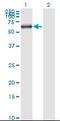 Karyopherin Subunit Alpha 1 antibody, orb95102, Biorbyt, Western Blot image 