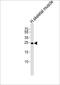 Transmembrane protein 239 antibody, PA5-49360, Invitrogen Antibodies, Western Blot image 