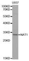 N-Acetyltransferase 1 antibody, A1563, ABclonal Technology, Western Blot image 