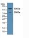 C-Type Lectin Domain Family 4 Member M antibody, LS-C293567, Lifespan Biosciences, Western Blot image 