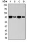 BRCA1 Associated Protein 1 antibody, orb377945, Biorbyt, Western Blot image 