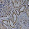 WD Repeat Domain 5 antibody, A2023, ABclonal Technology, Immunohistochemistry paraffin image 