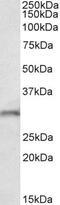 Fibroblast Growth Factor 14 antibody, PA5-37861, Invitrogen Antibodies, Western Blot image 