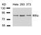 Component Of Inhibitor Of Nuclear Factor Kappa B Kinase Complex antibody, 79-328, ProSci, Western Blot image 