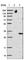 Transmembrane Protein 41B antibody, HPA014946, Atlas Antibodies, Western Blot image 