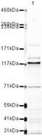 Proline, Glutamate And Leucine Rich Protein 1 antibody, PA5-19605, Invitrogen Antibodies, Western Blot image 