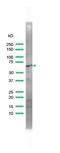 Zeta Chain Of T Cell Receptor Associated Protein Kinase 70 antibody, PA5-32644, Invitrogen Antibodies, Western Blot image 