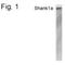 SH3 And Multiple Ankyrin Repeat Domains 1 antibody, PA1-4179, Invitrogen Antibodies, Western Blot image 