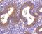 Dickkopf WNT Signaling Pathway Inhibitor 1 antibody, NBP2-67607, Novus Biologicals, Immunohistochemistry paraffin image 