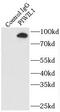 Piwi-like protein 1 antibody, FNab06475, FineTest, Immunoprecipitation image 