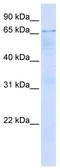 FIP2 antibody, TA345350, Origene, Western Blot image 