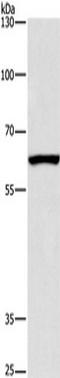 Armadillo Repeat Containing X-Linked 2 antibody, TA349686, Origene, Western Blot image 