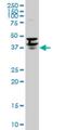 Purine Rich Element Binding Protein A antibody, H00005813-M02, Novus Biologicals, Western Blot image 