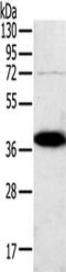 SPARC antibody, CSB-PA190682, Cusabio, Western Blot image 