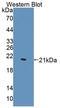 WT1 Associated Protein antibody, LS-C374370, Lifespan Biosciences, Western Blot image 