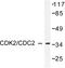 Cyclin Dependent Kinase 2 antibody, LS-C175953, Lifespan Biosciences, Western Blot image 