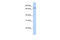 Collectin Subfamily Member 12 antibody, 26-506, ProSci, Western Blot image 