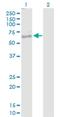 Protein naked cuticle homolog 1 antibody, H00085407-D01P, Novus Biologicals, Western Blot image 