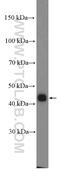 Twist Family BHLH Transcription Factor 1 antibody, 18125-1-AP, Proteintech Group, Western Blot image 
