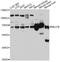 Negative Elongation Factor Complex Member B antibody, LS-C747233, Lifespan Biosciences, Western Blot image 