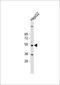 Cytochrome P450 Family 3 Subfamily A Member 43 antibody, 63-328, ProSci, Western Blot image 