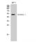 Ribosomal RNA Processing 8 antibody, LS-C382665, Lifespan Biosciences, Western Blot image 