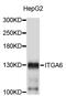 Integrin Subunit Alpha 6 antibody, abx125026, Abbexa, Western Blot image 