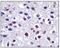C-X3-C Motif Chemokine Ligand 1 antibody, PA5-23062, Invitrogen Antibodies, Immunohistochemistry frozen image 