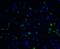 Vinculin antibody, 7809, ProSci, Immunofluorescence image 