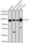 Fucosyltransferase 9 antibody, 16-551, ProSci, Western Blot image 