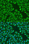 Trinucleotide Repeat Containing Adaptor 6A antibody, 22-011, ProSci, Immunofluorescence image 