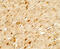 Angiopoietin-related protein 3 antibody, 7865, ProSci, Immunohistochemistry frozen image 