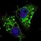 Microtubule Associated Protein 1 Light Chain 3 Alpha antibody, LS-C159363, Lifespan Biosciences, Immunofluorescence image 