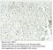 Rap Guanine Nucleotide Exchange Factor 4 antibody, MBS540020, MyBioSource, Immunohistochemistry paraffin image 