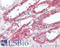 Potassium Voltage-Gated Channel Subfamily D Member 3 antibody, LS-B15662, Lifespan Biosciences, Immunohistochemistry paraffin image 
