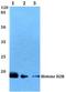 Histone Cluster 1 H2B Family Member H antibody, A12218-2, Boster Biological Technology, Western Blot image 
