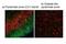 Transient Receptor Potential Cation Channel Subfamily V Member 4 antibody, PA5-41055, Invitrogen Antibodies, Immunohistochemistry paraffin image 