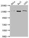 Leucyl-TRNA Synthetase antibody, CSB-PA873736LA01HU, Cusabio, Western Blot image 