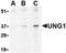 Uracil DNA Glycosylase antibody, orb74738, Biorbyt, Western Blot image 