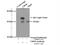 Uroporphyrinogen III Synthase antibody, 14913-1-AP, Proteintech Group, Immunoprecipitation image 