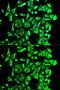 Heat Shock Protein 90 Alpha Family Class B Member 1 antibody, GTX65840, GeneTex, Immunofluorescence image 